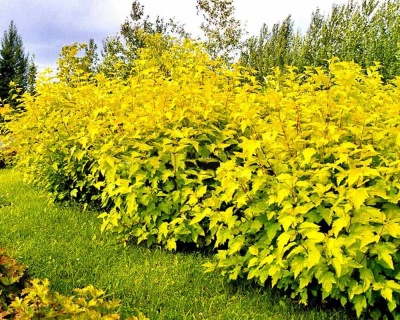 Пузыреплодник "Ауреа" (Aurea)