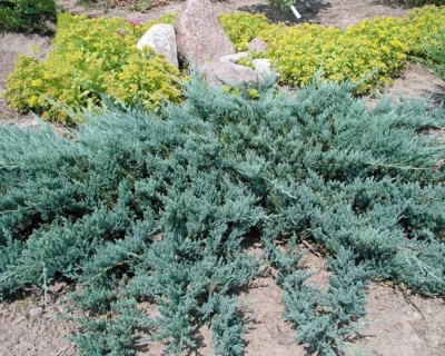 Можжевельник чешуйчатый "Блю Карпет"