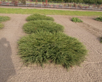 Можжевельник обыкновенный "Репанда"