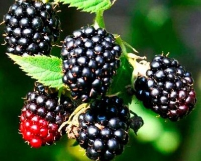 Ежевика Бесшипная "Блек Сатин"