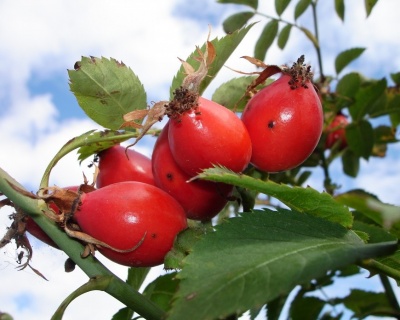 Шиповник "Ежик"