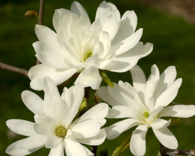 Магнолия "Роял Стар"