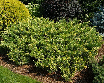 Можжевельник казацкий "Вариегата"