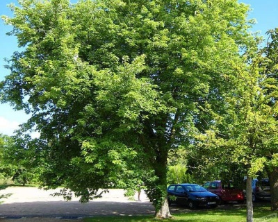 Клен Серебристый