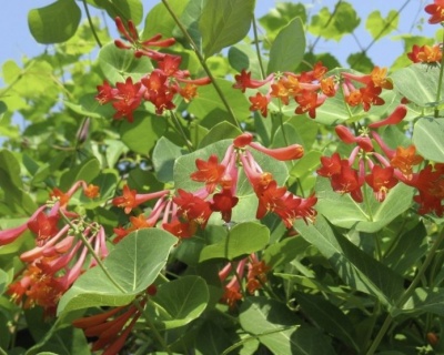 Жимолость Брауна "Фуксиойдес"(P-9)