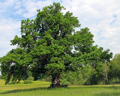 Дуб черешчатый