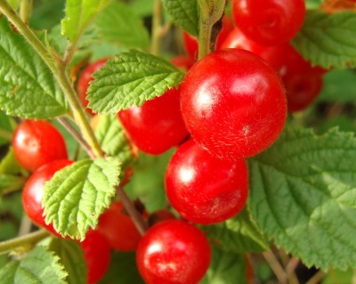 Вишня войлочная "Детская"