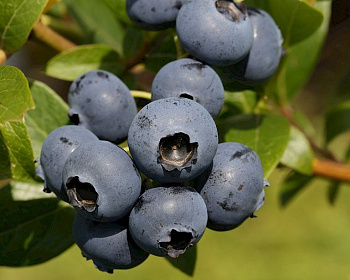 Голубика "Блюрей" (Блю Рей)