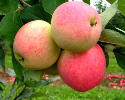 Яблоня колоновидная "Триумф"