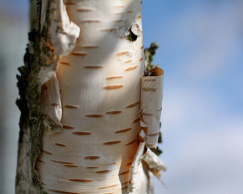 Береза бумажная