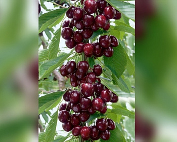 Вишня колоновидная "Восторг"