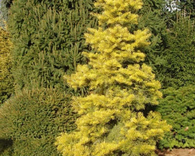 Пихта корейская "Ауреа"