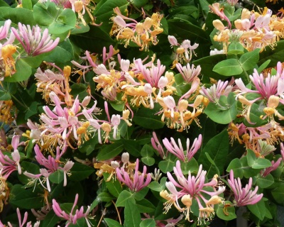 Жимолость каприфоль "Инга" (P-9)