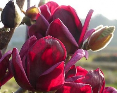 Магнолия "Дженни"