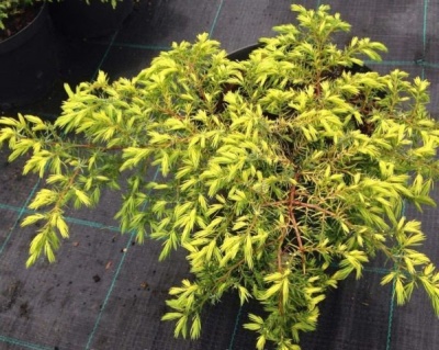 Можжевельник обыкновенный "Депресса Ауреа"