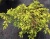 Можжевельник обыкновенный "Депресса Ауреа"