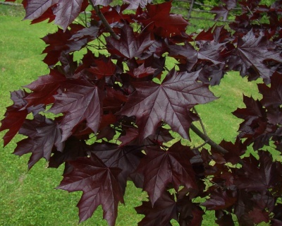 Клен остролистный "Пурпл Глоуб" (штамбовая форма)