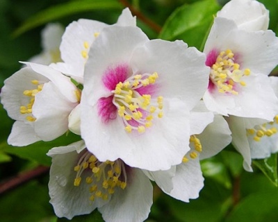 Чубушник "Бель Этуаль"