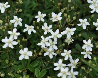 Лапчатка трехзубчатая "Нук"