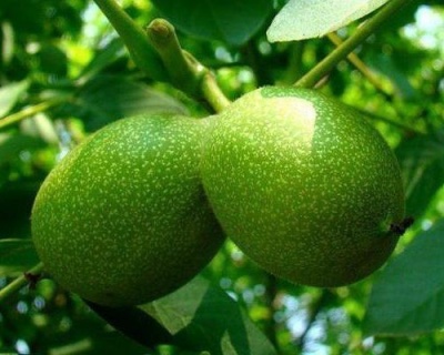 Грецкий орех "Великан"