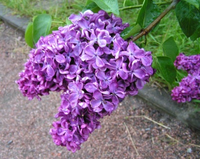 Сирень "Найт"