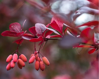 Барбарис Тунберга "Carmen"