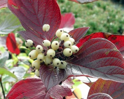 Дерен белый "Кессельринги" (Kesselringii)