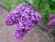 Сирень "Найт"
