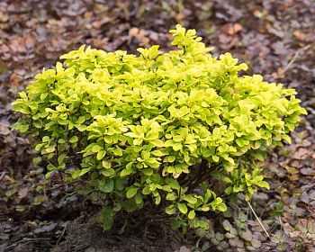 Барбарис Тунберга "Tiny Gold"