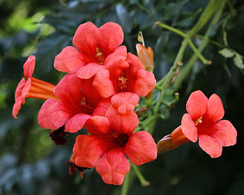 Кампсис Фламенко(P-9)