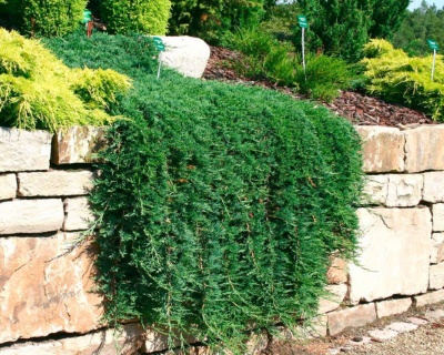 Можжевельник горизонтальный "Вилтони"