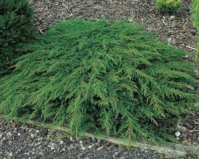 Можжевельник обыкновенный "Гринмантл"