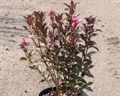 Вейгела цветущая "Victoria"