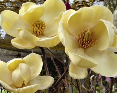 Магнолия "Хоней Тулип"