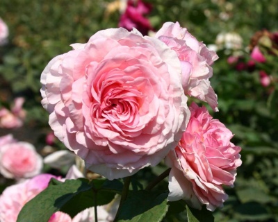 Пионовидная Роза «Джеймс Гелвей»