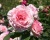 Пионовидная Роза «Джеймс Гелвей»