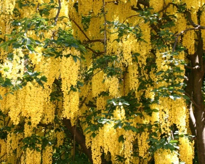 Бобовник ватерера "Восси"