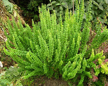 Барбарис Тунберга "Erecta"