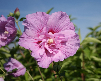 Гибискус «Лавендер Шифон»