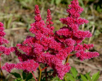 Астильба японская "Бремен"