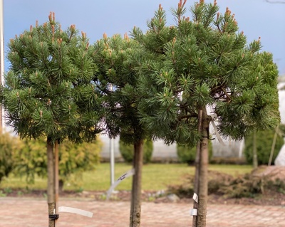 Сосна горная "Мопс" (штамбовая форма)