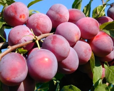 Слива "Деликатная"