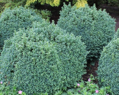 Самшит вечнозеленый «Блауер Хайнц»(Р-9)