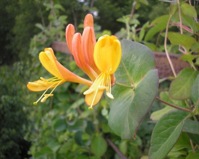 Жимолость "Тельмана"(P-9)