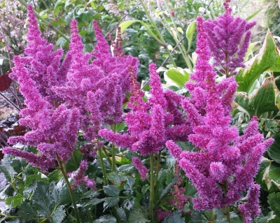 Астильба китайская "Вижнс"