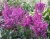 Астильба китайская "Вижнс"