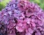 Гортензия крупнолистная "Блюм Стар" (Bloom Star)