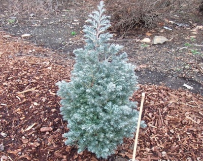 Кипарисовик Горохоплодный "Бэби Блю"