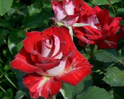 Роза Чайно-Гибридная «Aльянс» 