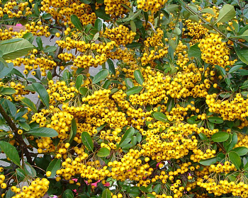 Пираканта "Голден Чармер"